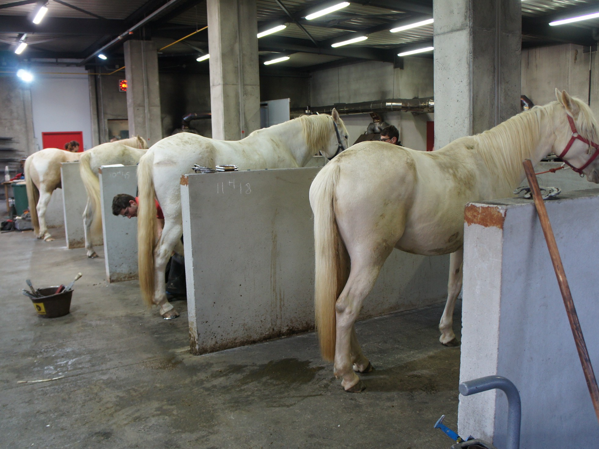 Maréchal-ferrant la préparation d'un sabot cheval nouvelle